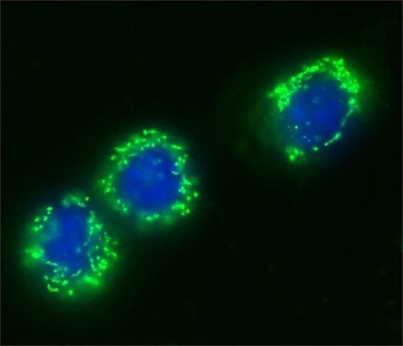 Centrin 1 Antibody in Immunocytochemistry (ICC/IF)