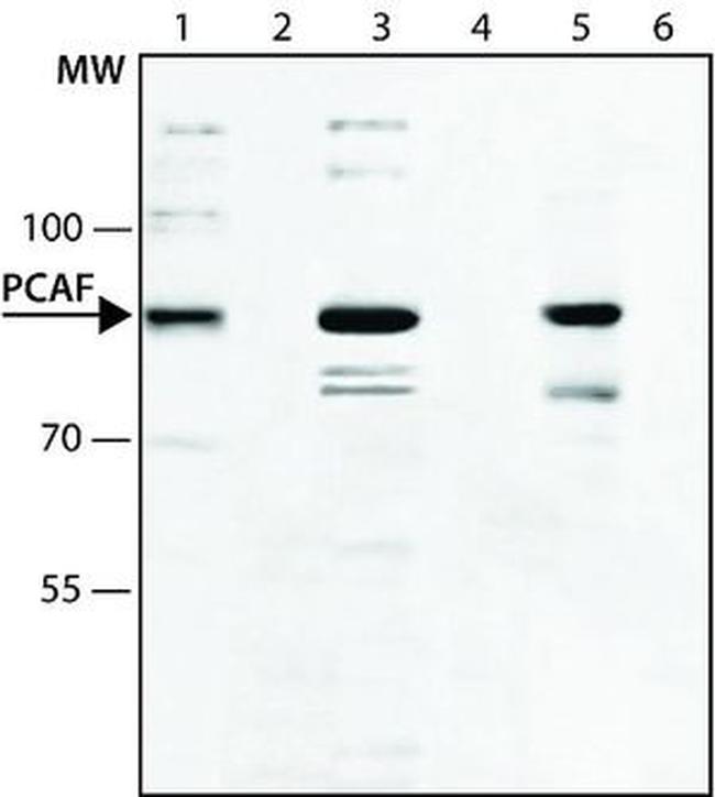 PCAF Antibody in Western Blot (WB)