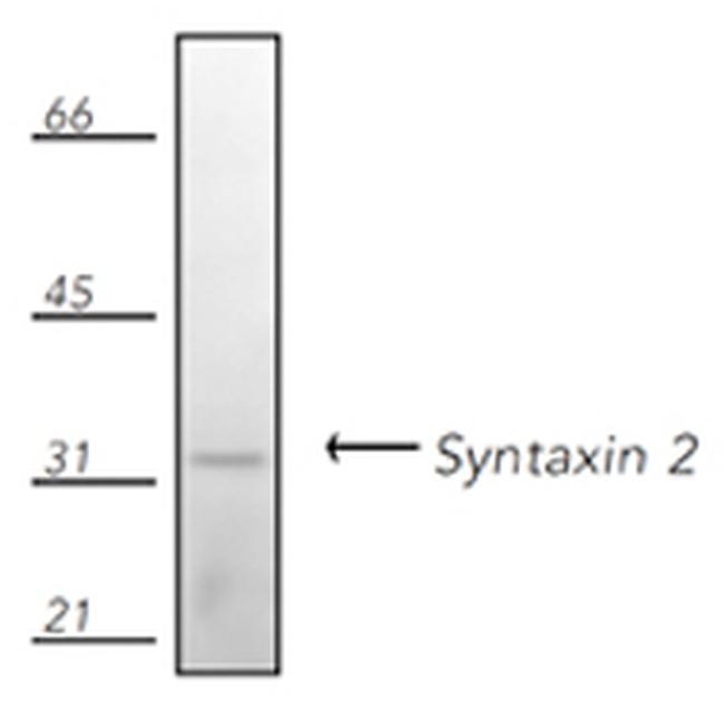Syntaxin 2 Antibody in Western Blot (WB)