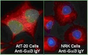 GNAI3 Antibody in Immunocytochemistry (ICC/IF)