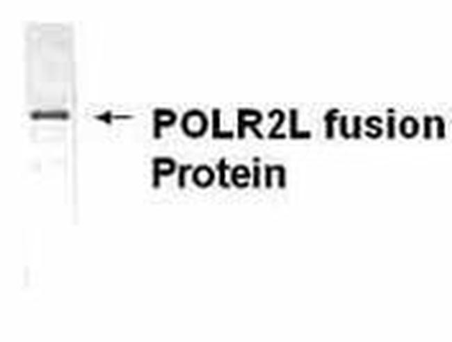 POLR2L Antibody in Western Blot (WB)