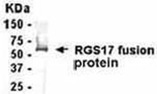 RGS17 Antibody in Western Blot (WB)