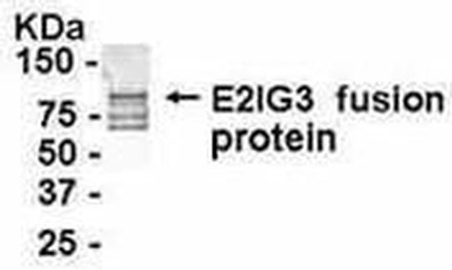 Nucleostemin Antibody in Western Blot (WB)