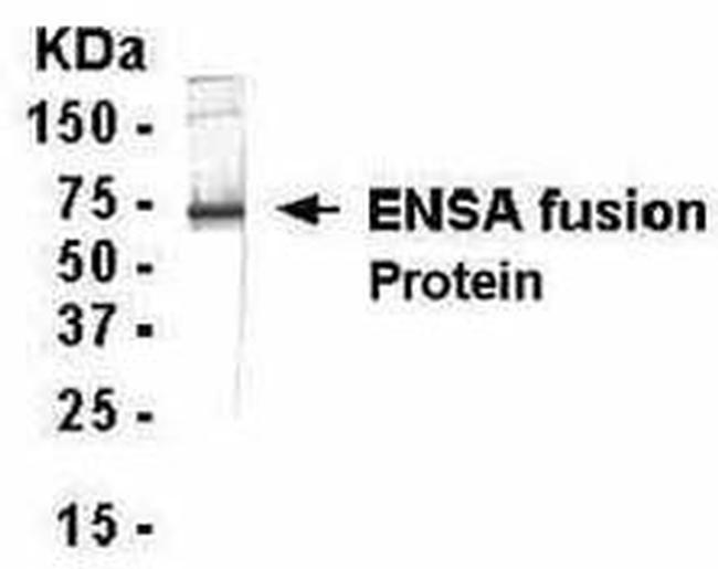 ENSA Antibody in Western Blot (WB)