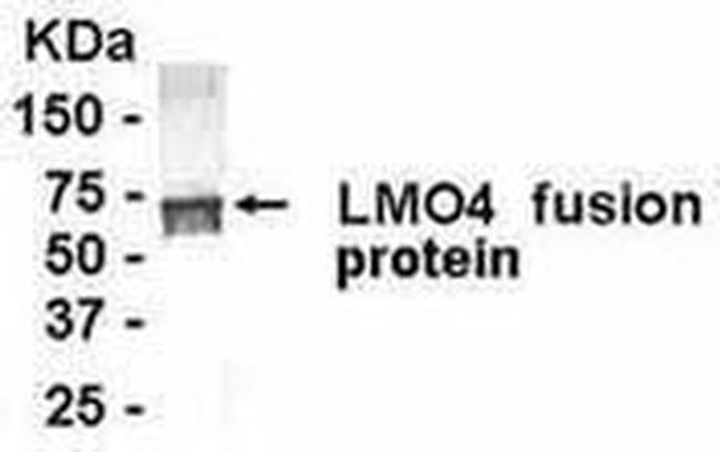LMO4 Antibody in Western Blot (WB)