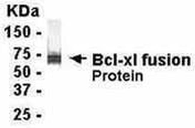 Bcl-xL Antibody in Western Blot (WB)