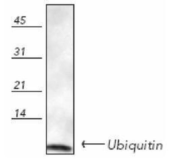 Ubiquitin Antibody in Western Blot (WB)