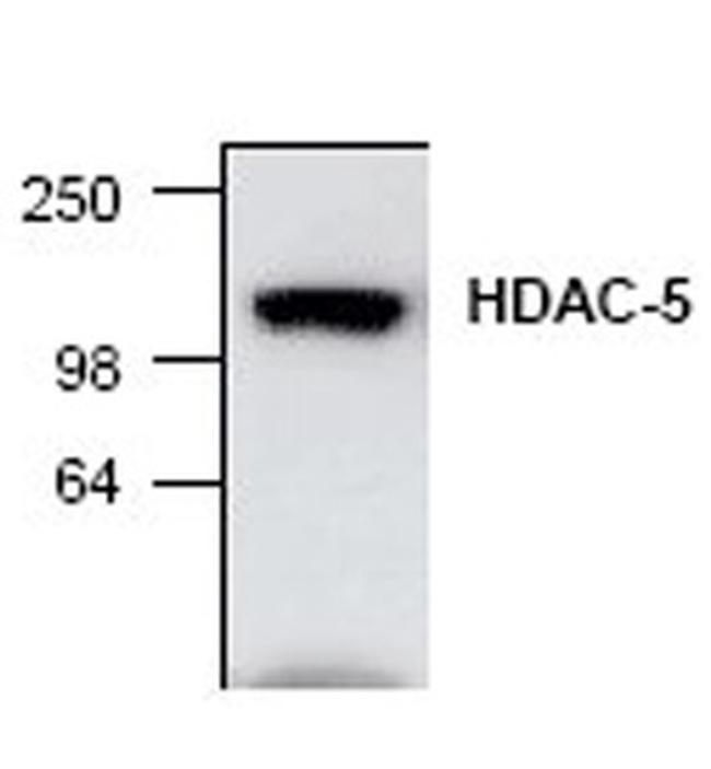 HDAC5 Antibody in Western Blot (WB)