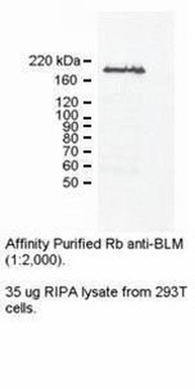 Blooms Syndrome Antibody in Western Blot (WB)