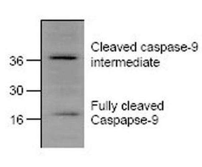 Caspase 9 Antibody in Western Blot (WB)