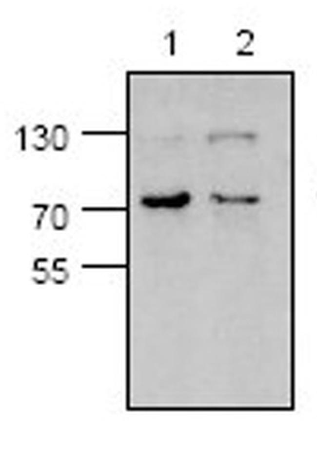Mu-Calpain Antibody in Western Blot (WB)