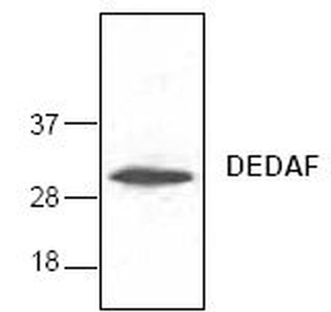 RYBP Antibody in Western Blot (WB)