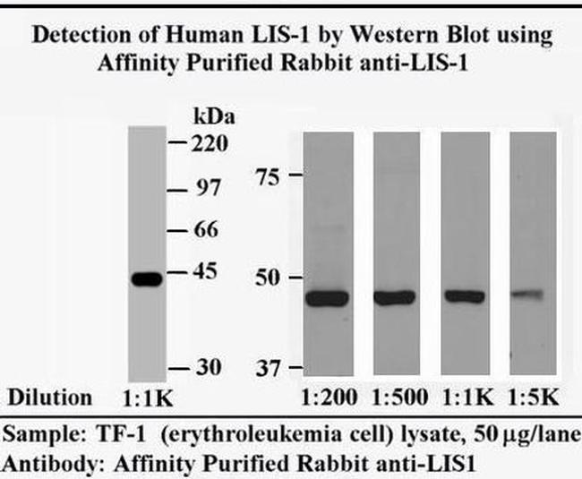 LIS1 Antibody in Western Blot (WB)