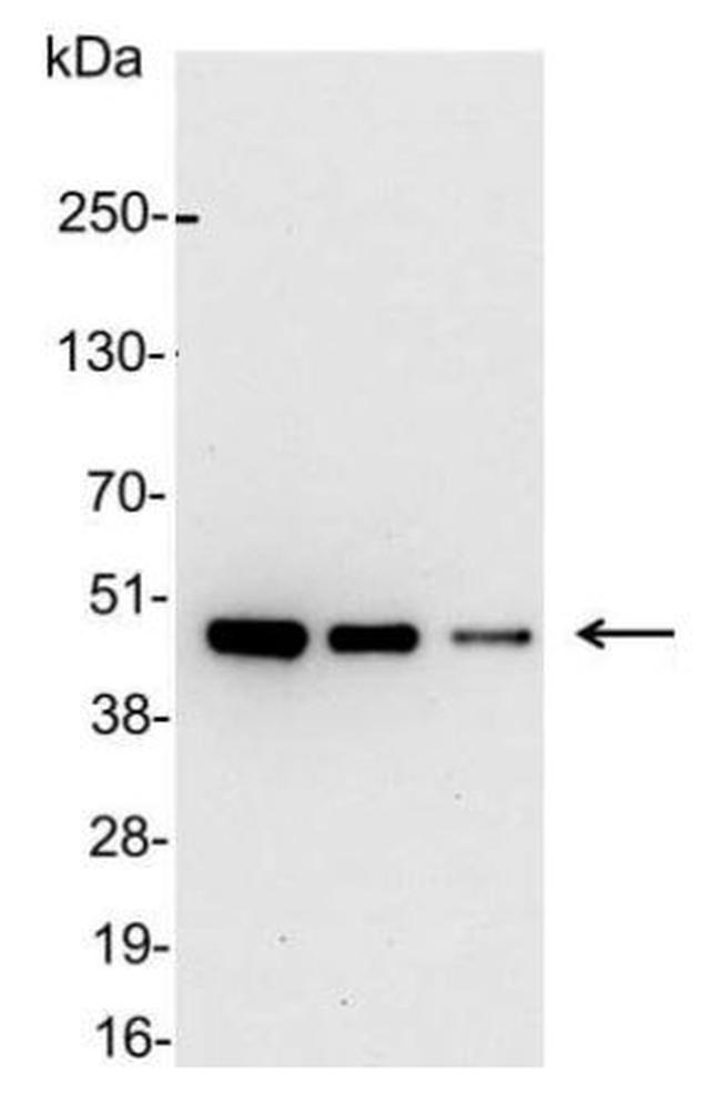 AU1 Tag Antibody in Western Blot (WB)