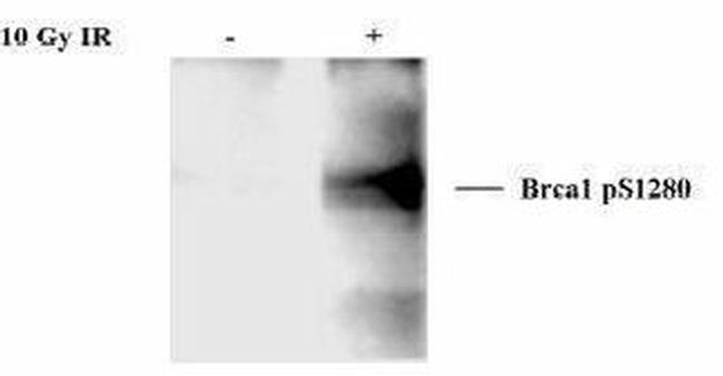 Phospho-BRCA1 (Ser1280) Antibody in Western Blot (WB)