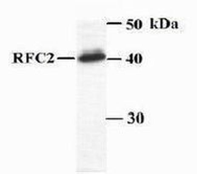RFC2 Antibody in Western Blot (WB)