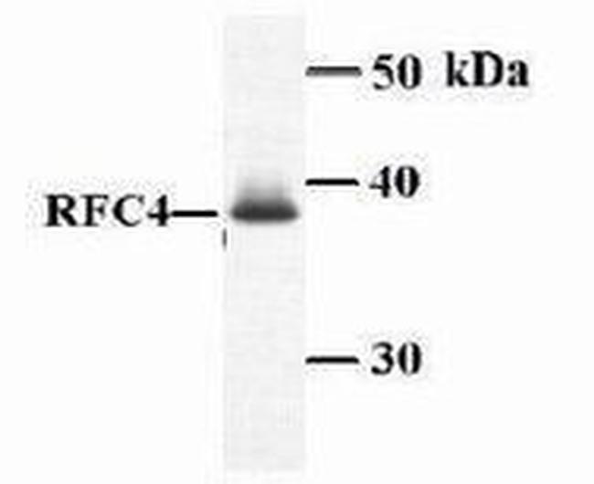 RFC4 Antibody in Western Blot (WB)