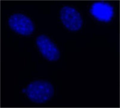 PES1 Antibody in Immunocytochemistry (ICC/IF)