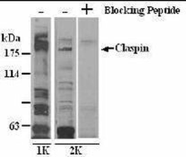 Claspin Antibody in Western Blot (WB)