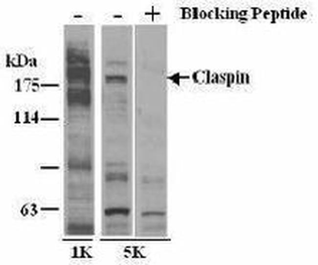 Claspin Antibody in Western Blot (WB)