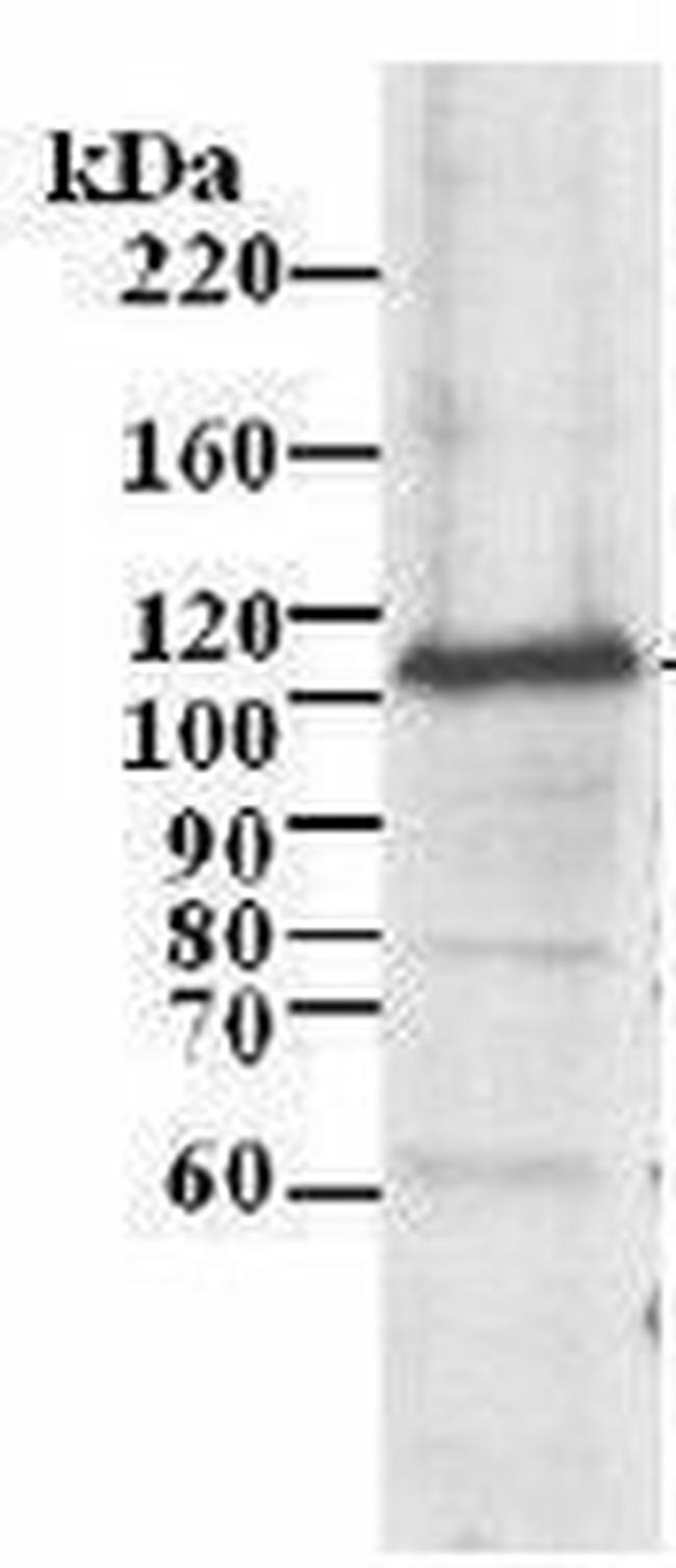 MCM3 Antibody in Western Blot (WB)