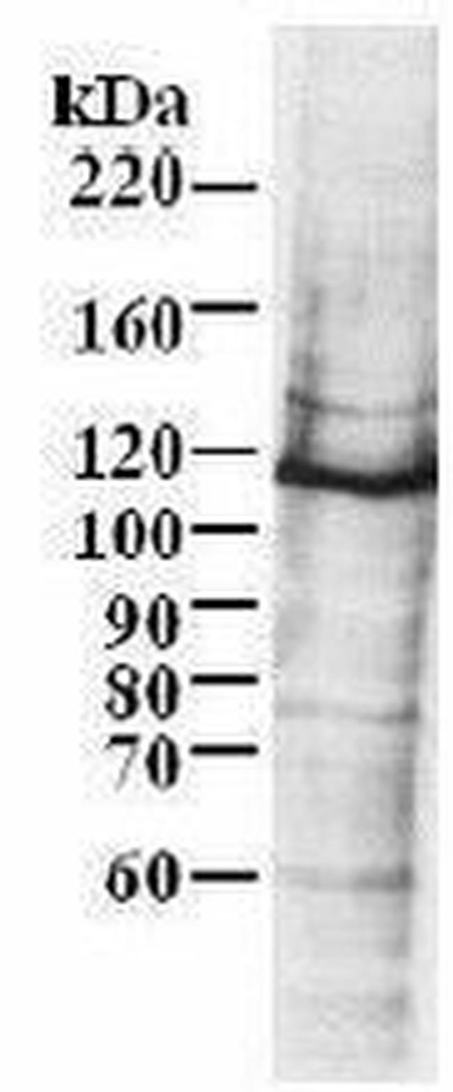MCM6 Antibody in Western Blot (WB)