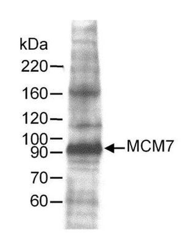 MCM7 Antibody in Western Blot (WB)