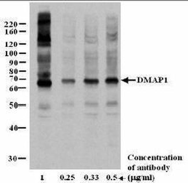 DMAP1 Antibody in Western Blot (WB)