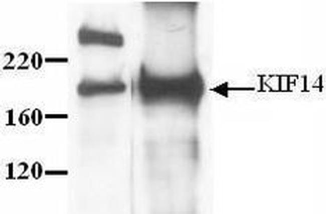 KIF14 Antibody in Western Blot (WB)