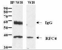 RFC4 Antibody in Immunoprecipitation (IP)