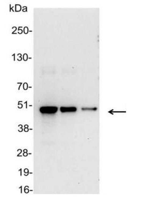 VSV-G Tag Antibody in Western Blot (WB)