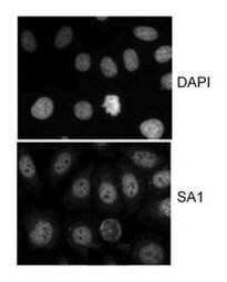 SA1 Antibody in Immunocytochemistry (ICC/IF)