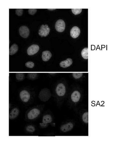 SA2 Antibody in Immunocytochemistry (ICC/IF)