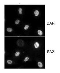 SA2 Antibody in Immunocytochemistry (ICC/IF)