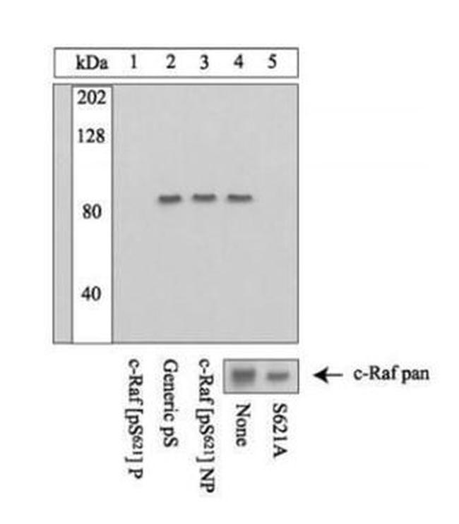 Phospho-c-Raf (Ser621) Antibody in Western Blot (WB)