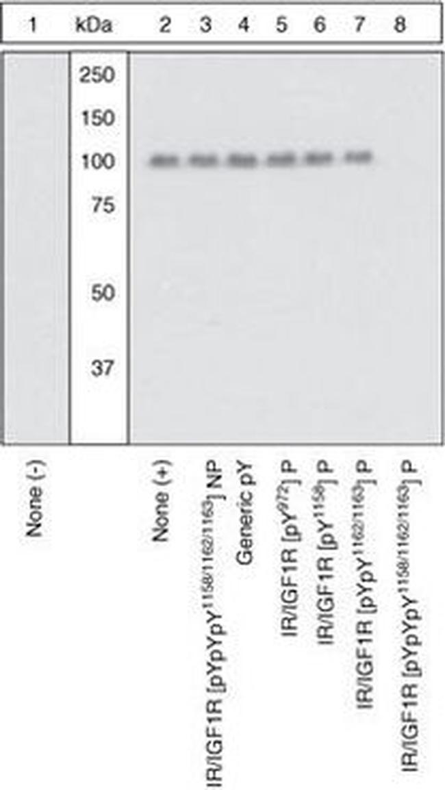 Phospho-IGF1R beta (Tyr1158, Tyr1162, Tyr1163) Antibody in Western Blot (WB)