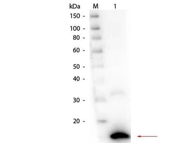 RNase1 Antibody in Western Blot (WB)