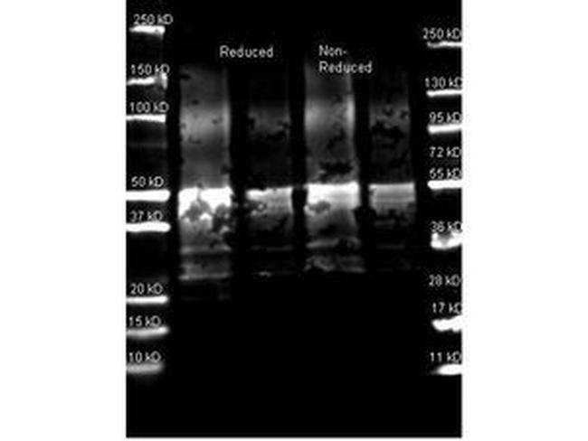 Protein A Antibody in Western Blot (WB)