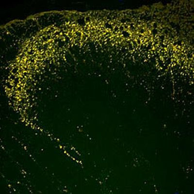 Endomorphin 1,2 Antibody in Immunohistochemistry (Frozen) (IHC (F))