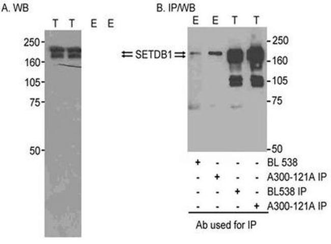 SETDB1 Antibody in Western Blot (WB)