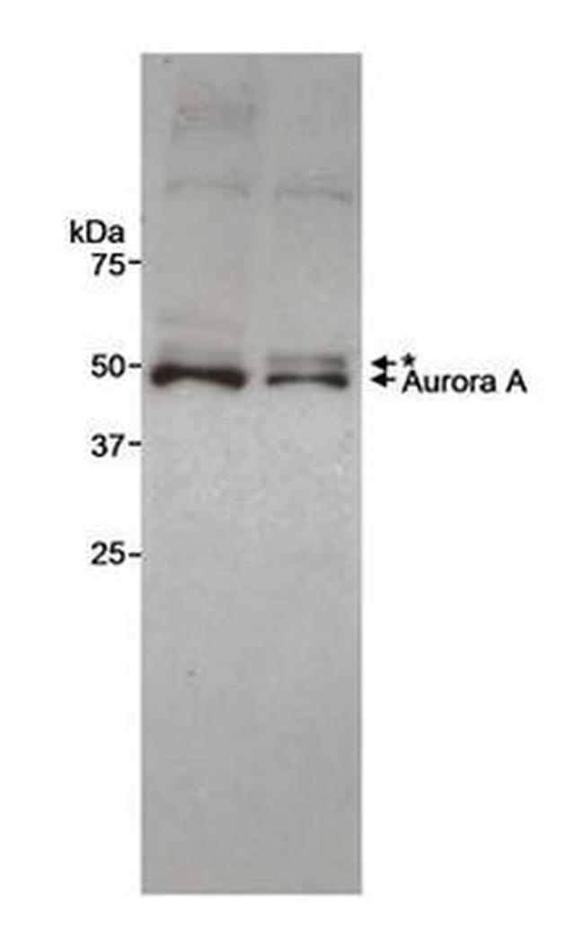 Aurora A Antibody in Western Blot (WB)