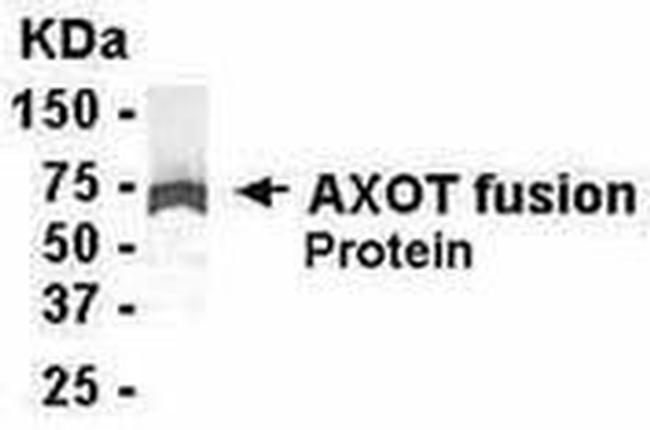 Axotrophin Antibody in Western Blot (WB)
