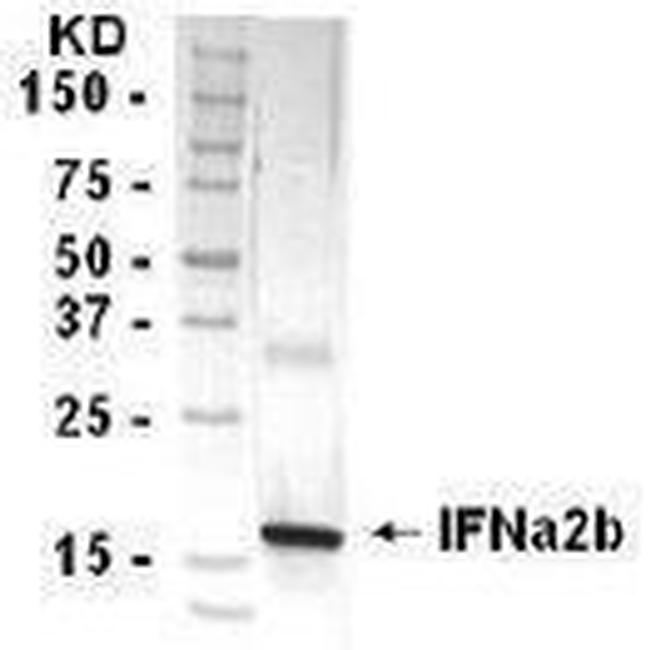 Interferon alpha-2b Antibody in Western Blot (WB)