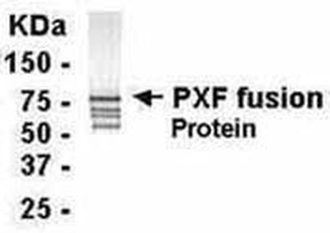 PEX19 Antibody in Western Blot (WB)