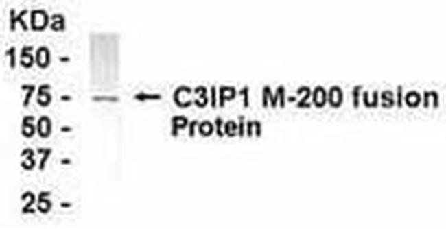 KLHL12 Antibody in Western Blot (WB)