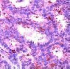 ERK2 Antibody in Immunohistochemistry (Paraffin) (IHC (P))