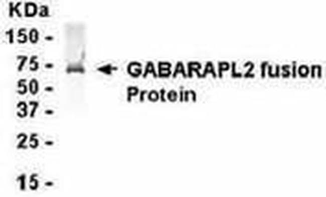 GABARAPL2 Antibody in Western Blot (WB)