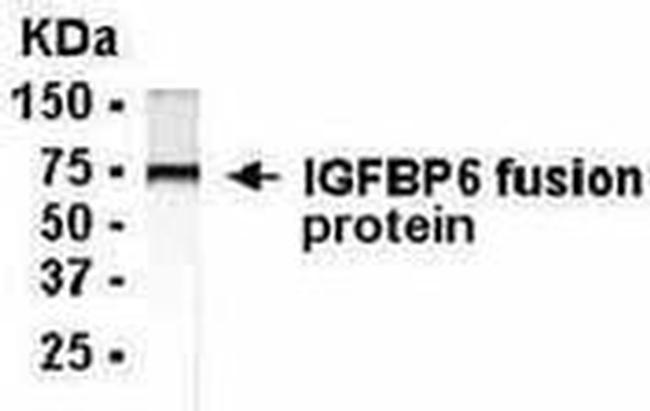 IGFBP6 Antibody in Western Blot (WB)