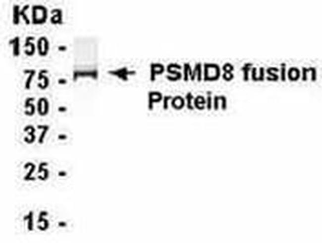 PSMD8 Antibody in Western Blot (WB)