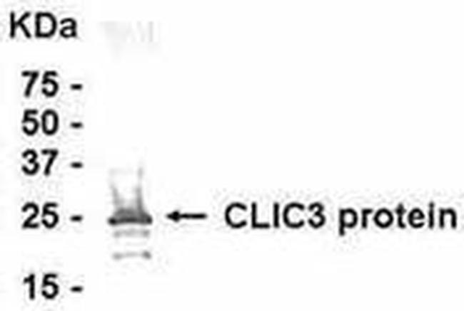 CLIC3 Antibody in Western Blot (WB)